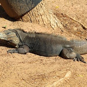 Cuban Rock Iguana