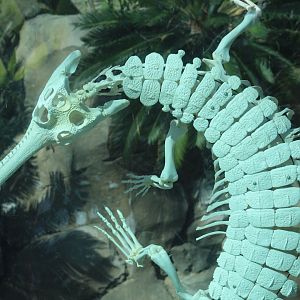 Indian Gharial Skeleton