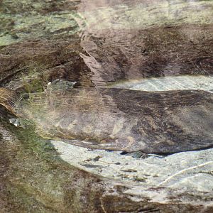 Indian Narrow-Headed Softshell Turtle