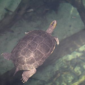 Chinese Stripe-Necked Turtle