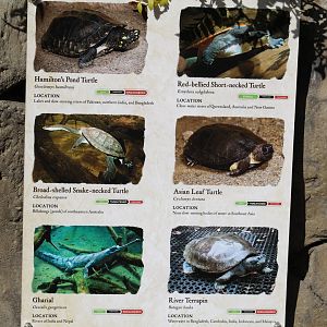 Gharial Pond Species Signage #1