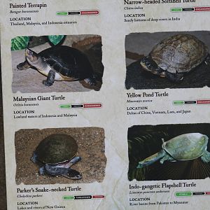 Gharial Pond Species Signage #3