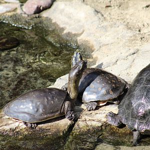 Indian Flapshell Turtle