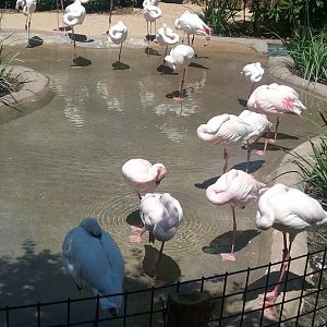 Flamingo Pond