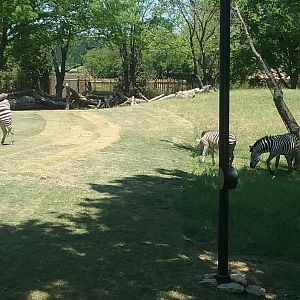 Grant's Zebra family