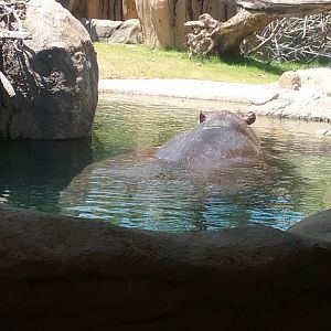 Hippo River
