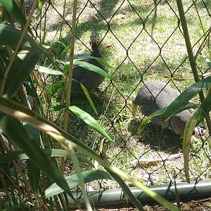 Helmeted Guineafowl