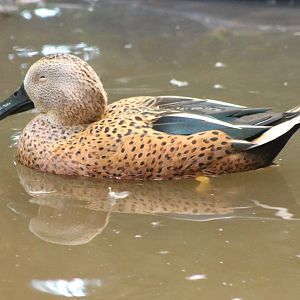 Red shoveler