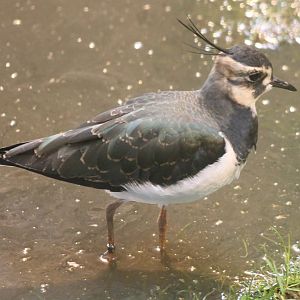 Northern lapwing
