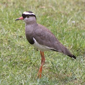 Crowned lapwing
