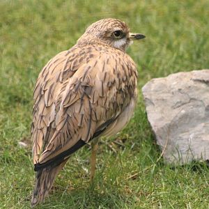 Eurasian thick-knee