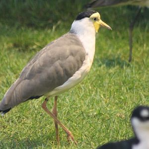 Masked lapwing