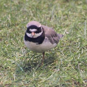 Common ringed plover