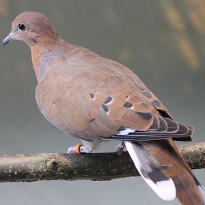 Zenaida dove