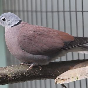 Red collared dove