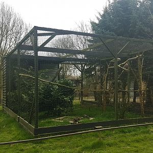 Aviary Ferruginous hawk