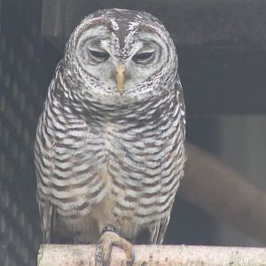 Chaco owl