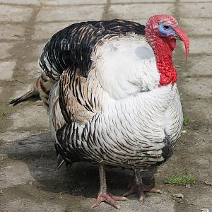Turkey-breed