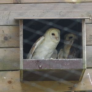Barn owls in the nest-box