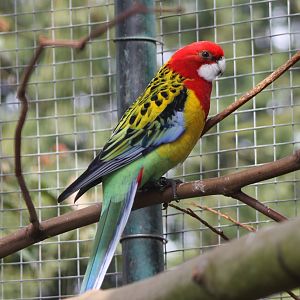 Rosella