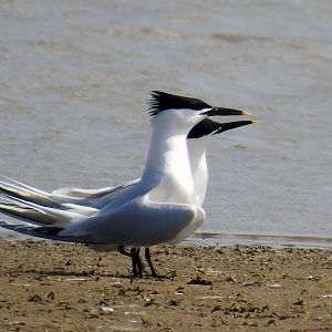 Sandwich tern at Titchwell Marsh RSPB 23 04 2018