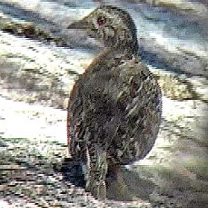 Plains-wanderer.   NSW