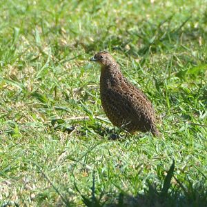 Brown quail