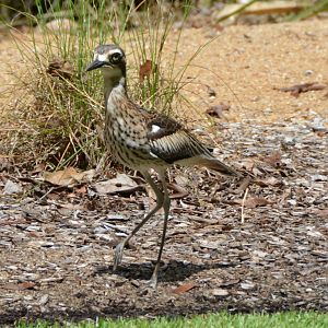 Bush stone-curlew (thick-knee).   Qld