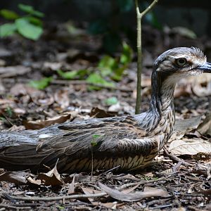 Bush stone-curlew 2.   Qld.