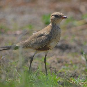 Australian pratincole.  NT