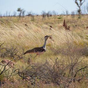 Australian bustard.  NT