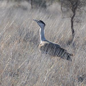 Australian bustard. 2   NT