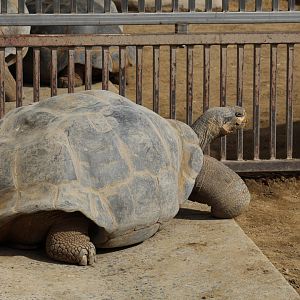Galápagos Giant Tortoise