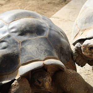 Galápagos Giant Tortoise