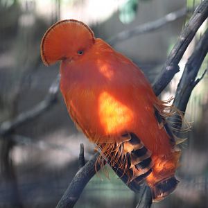 Guianan Cock-of-the-Rock