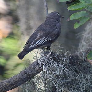Female Pompadour Cotinga