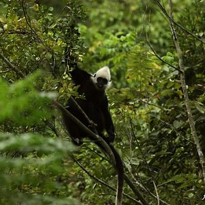 White-headed langur