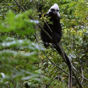 White-headed langur