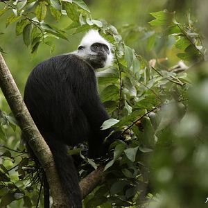 White-headed langur