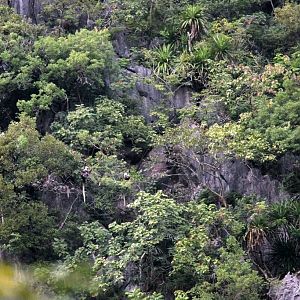 White-headed langur family in their limestone forest habitat