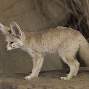 Fennec