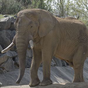 'Tembo' African elephant bull