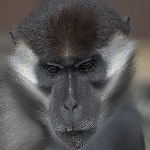 Cherry-crowned mangabey male