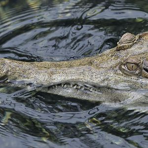 Slender-snouted crocodile