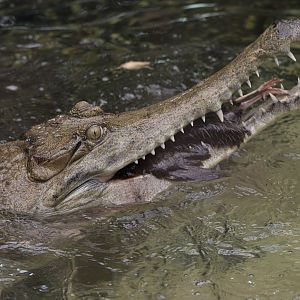 Slender-snouted crocodile feed