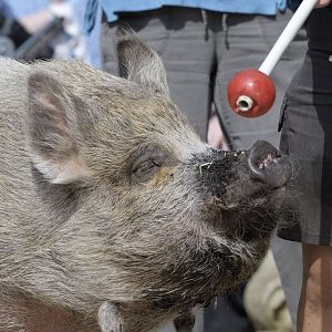 Kunekune walkabout