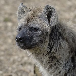 Spotted hyaena