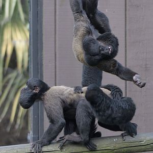 Sakis letting off steam