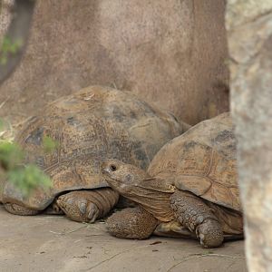 Leopard Tortoises