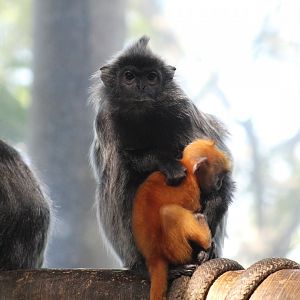 Silvered Leaf Monkey
